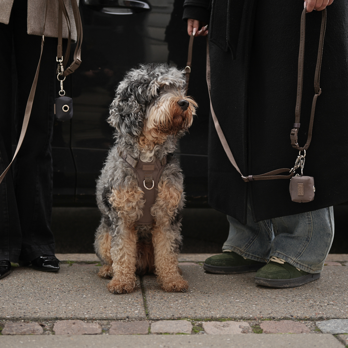 Shaggy cockapoo on a lead sitting on a doorstep between two people