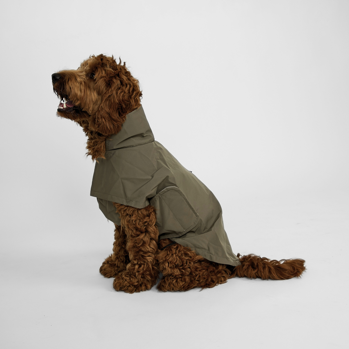 Cavapoo sitting in the moss green Taja rain coat