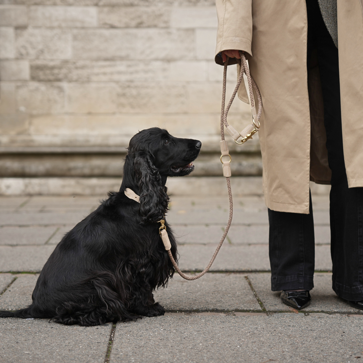 Black cocker spaniel sitting on a lead beside its owner on a pavement