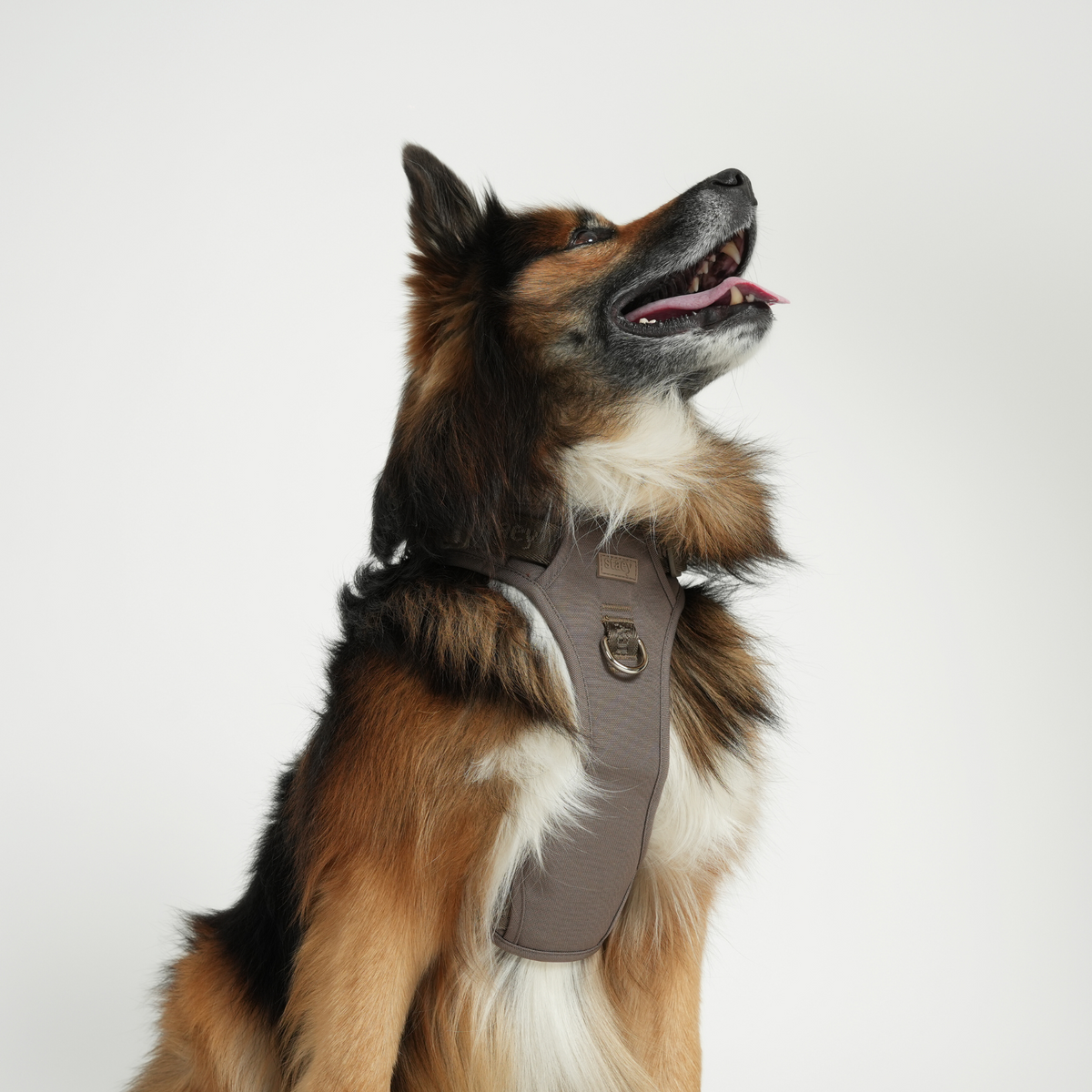 Shepherd dog sitting in the taupe Elma harness