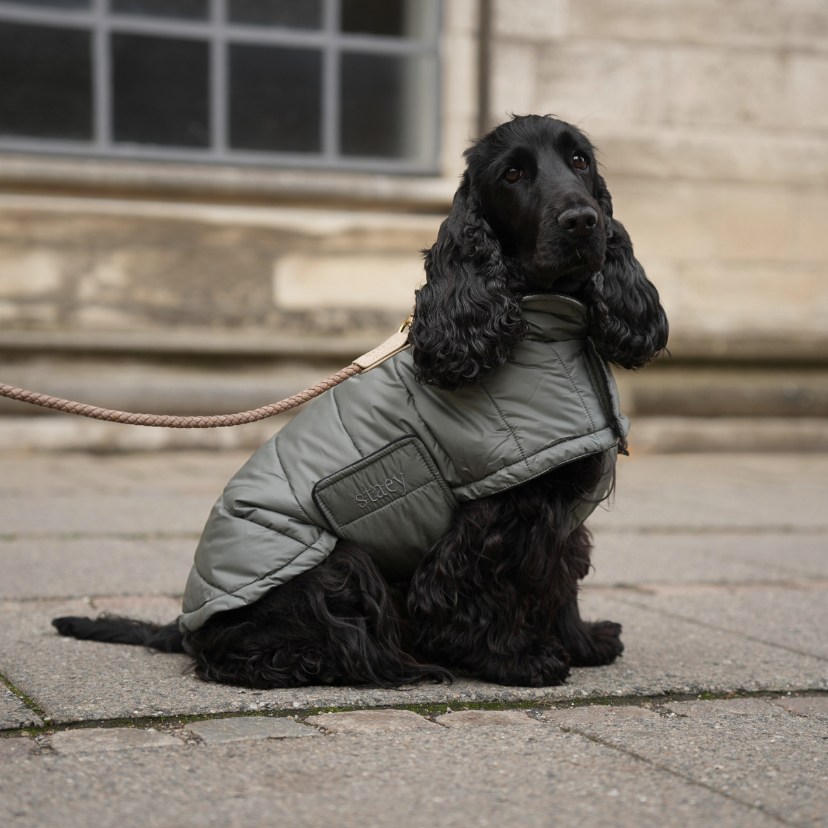Black cocker spaniel in the moss green Nora coat on a city pavement