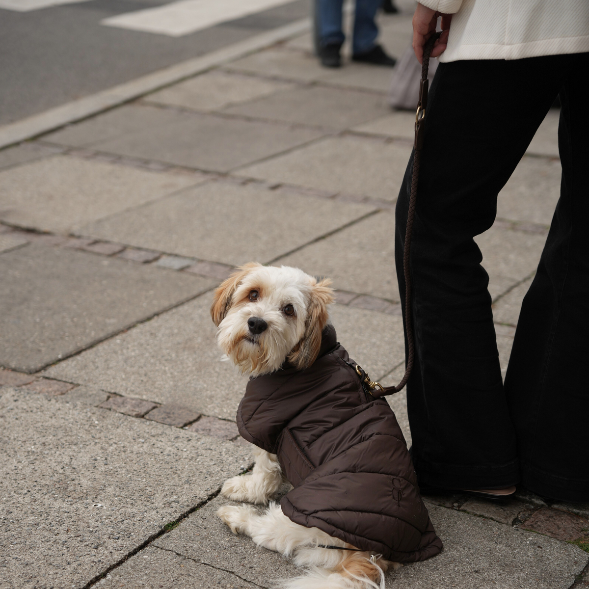 Shih tzu on a lead in the dark brown quilted coat beside its owner