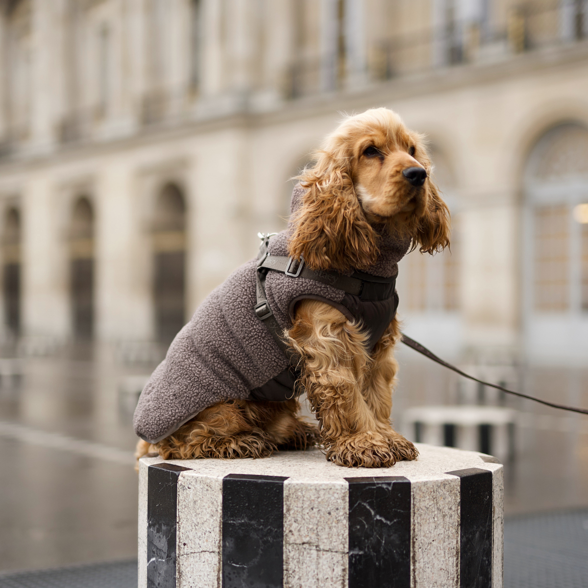 En cocker spaniel, der sidder på en puller i en taupefarvet Teddy-hundefrakke med sele