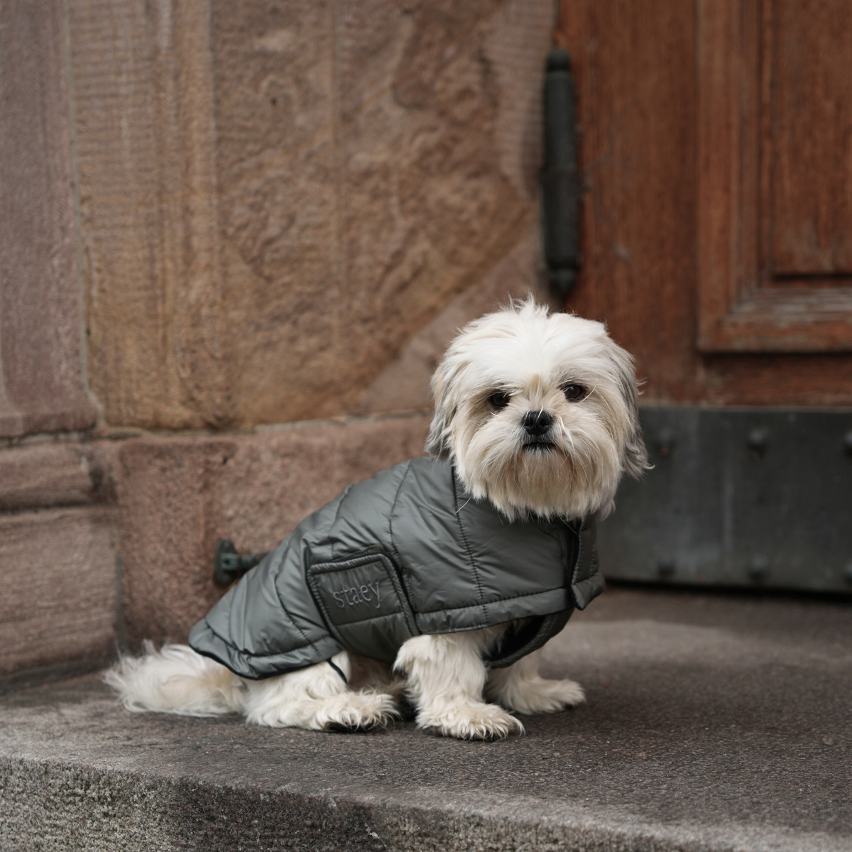 Shih tzu standing on stone steps in a moss green quilted coat