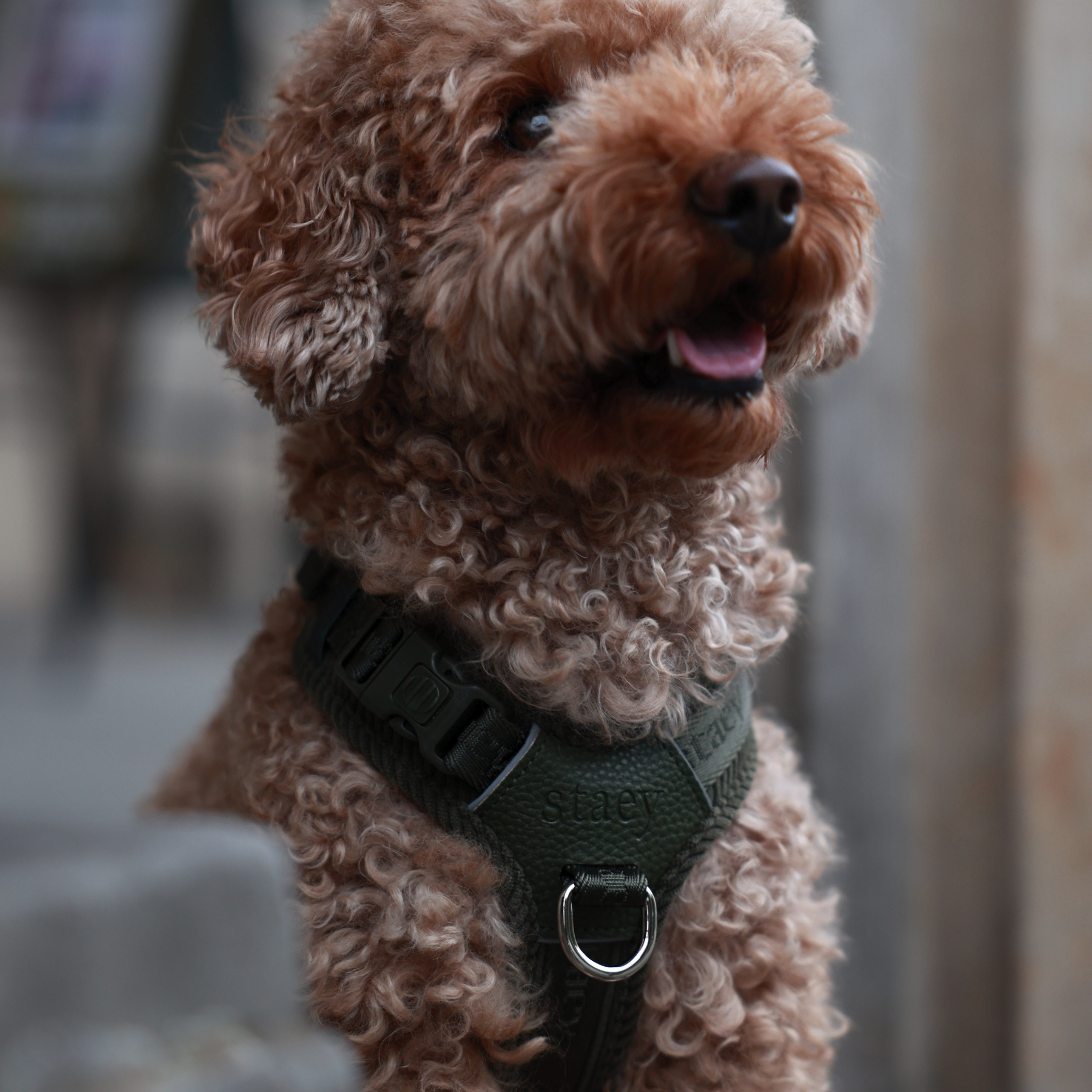 Numa Dog Harness | Moss Green