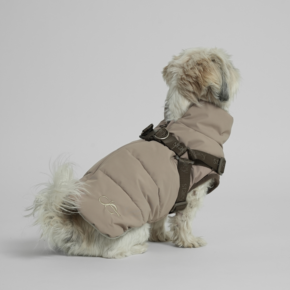 Shih tzu sitting in the taupe quilted coat with harness, seen from behind