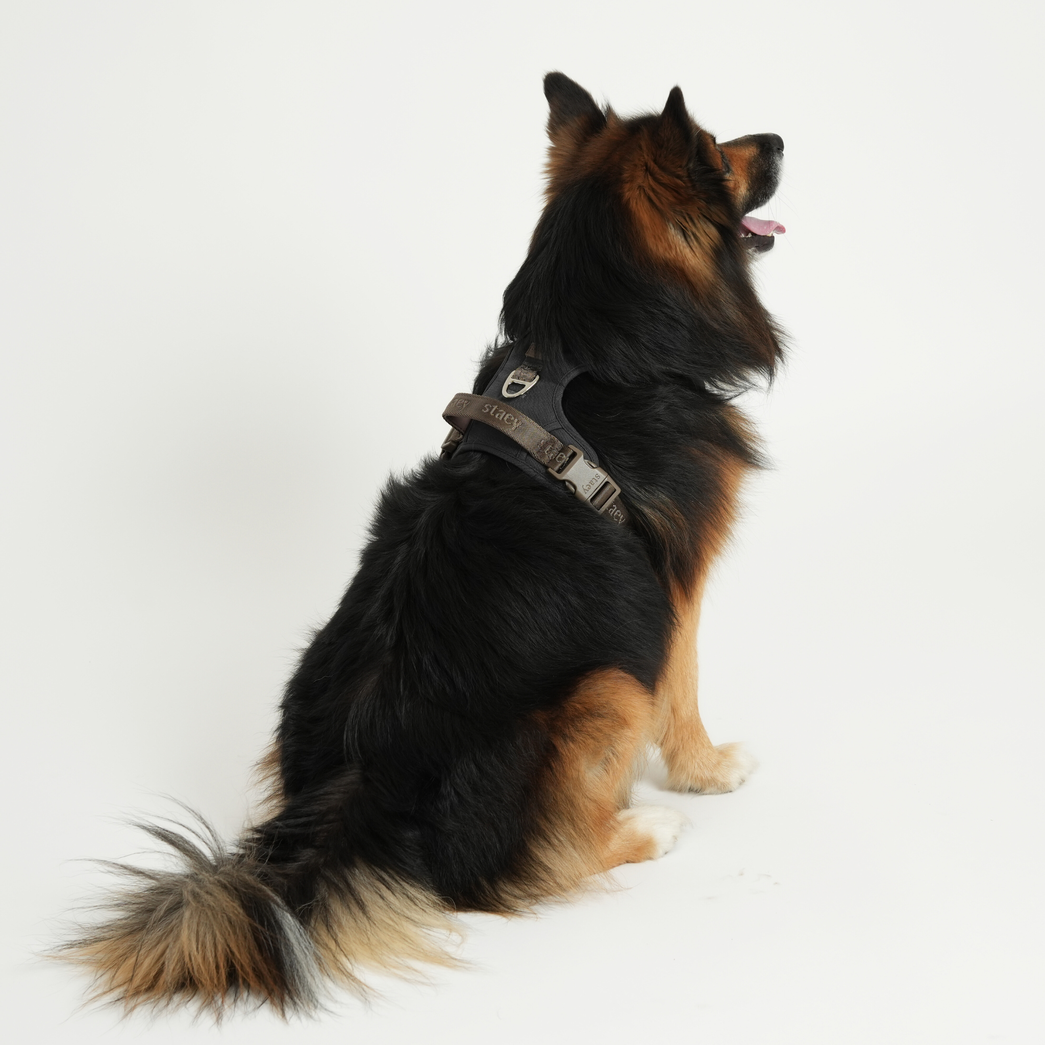 Elma Aktiv Hundesele | Storm