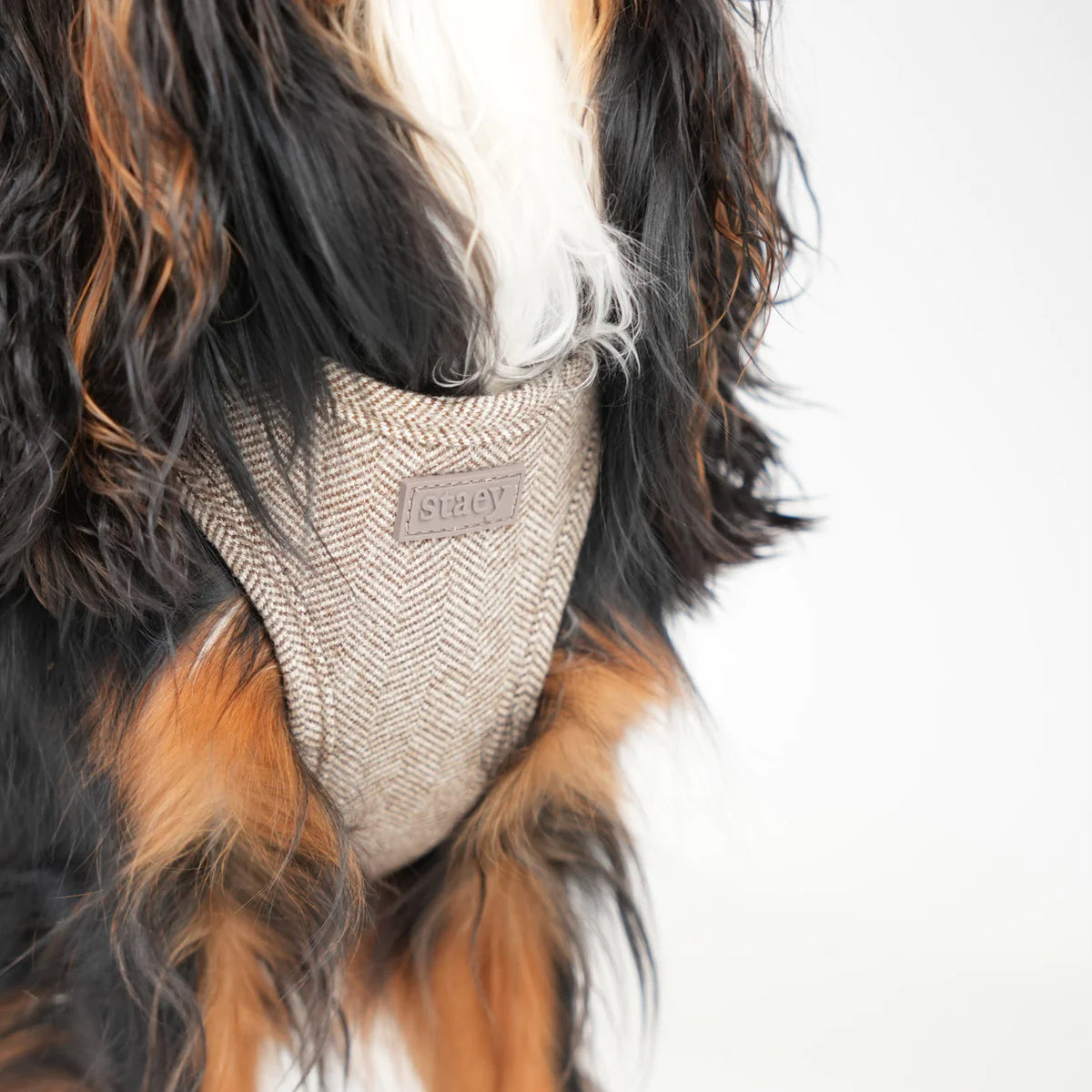 Close-up of the herringbone Saga harness on a black and tan dog's chest