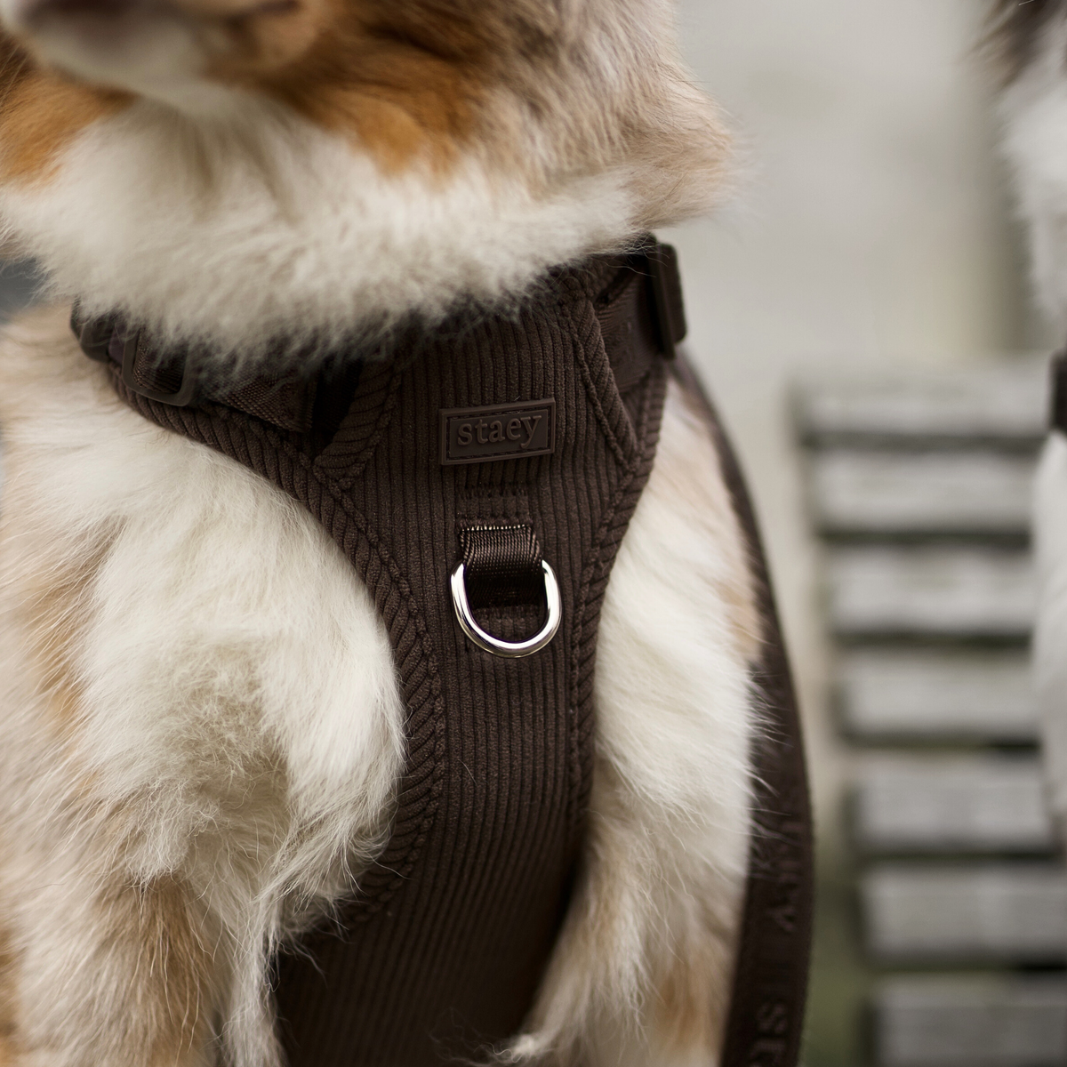 Nærbillede af Elma-selen i dark oak på brystet af en langhåret hund