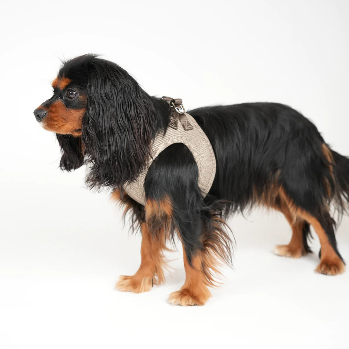 Saga Step-in Hundesele | Mocca