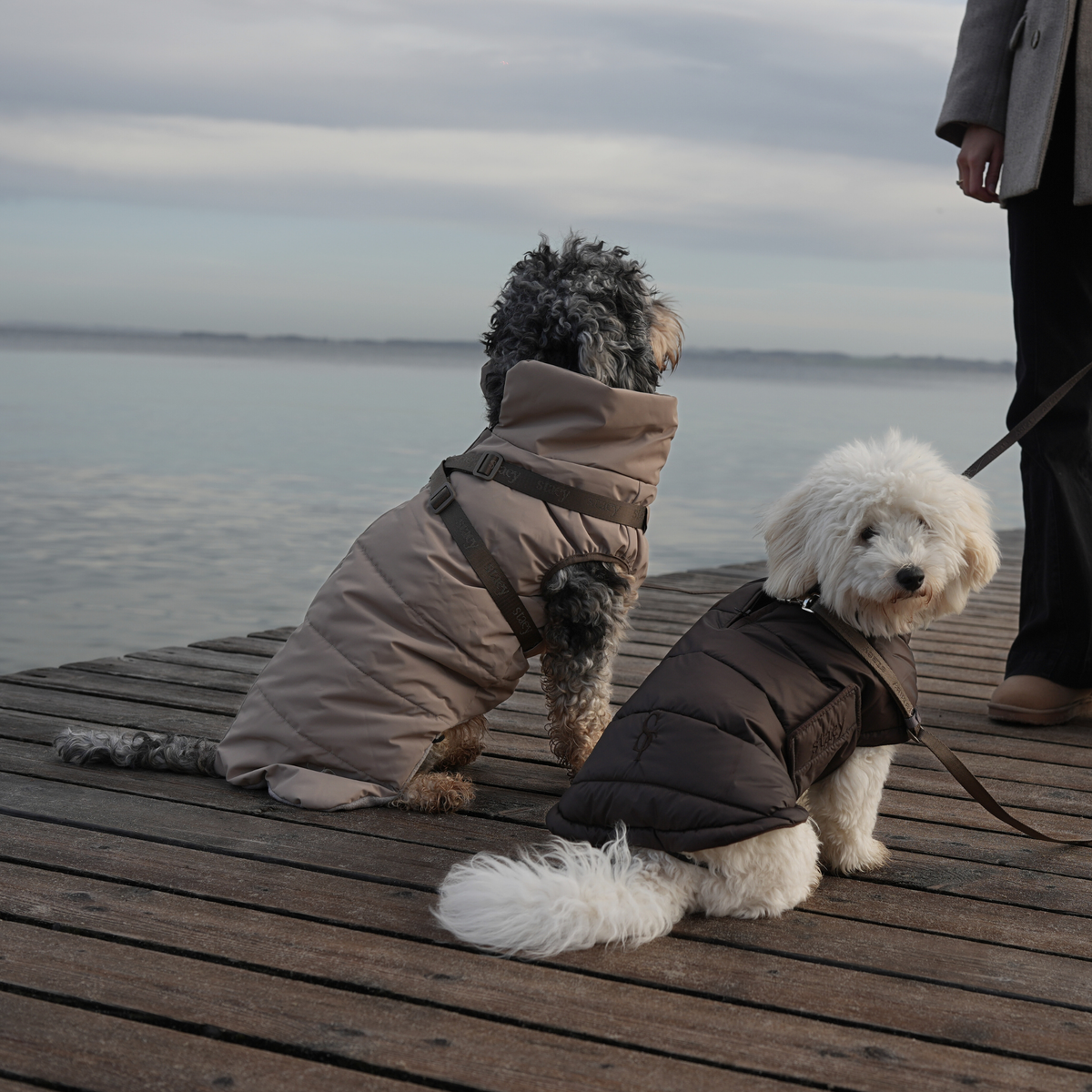 Two dogs on a wooden pier in quilted Nora coats, one taupe and one espresso