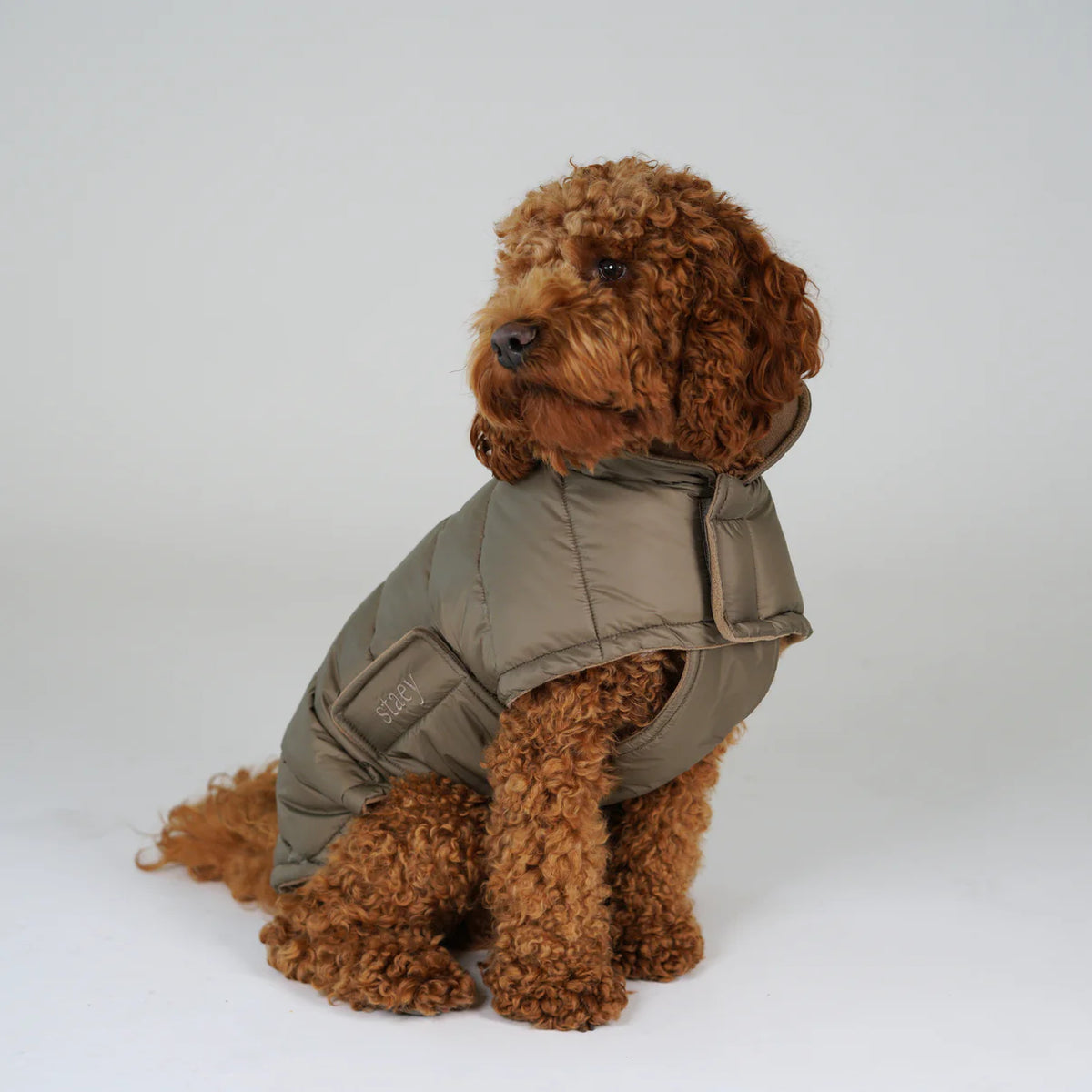 Apricot poodle sitting in a taupe quilted dog coat