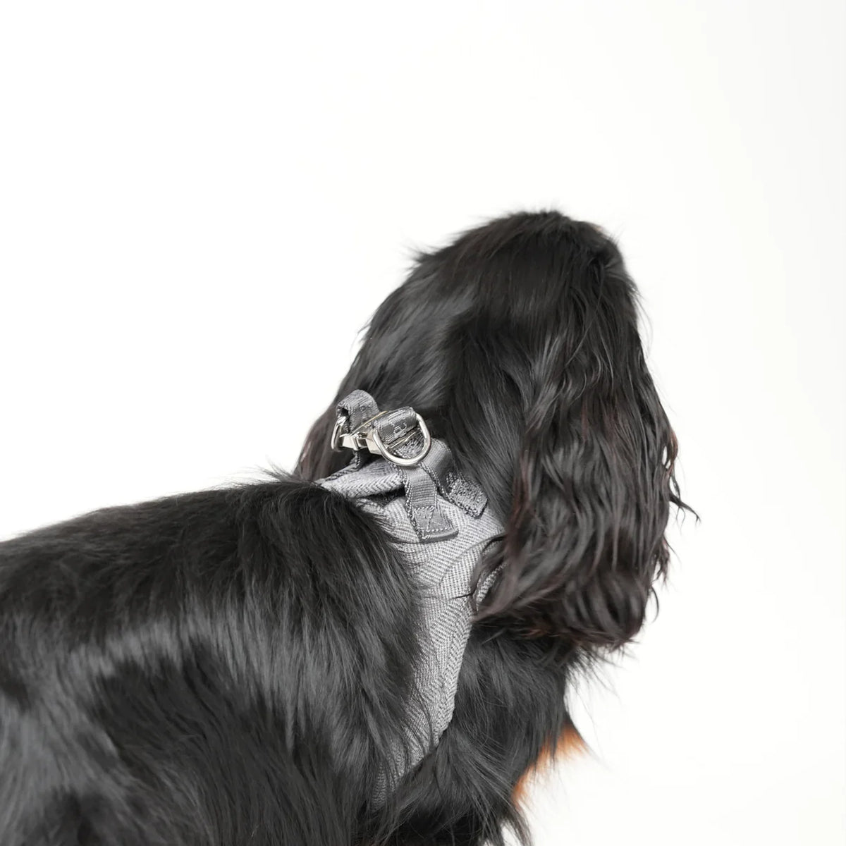 Close-up of the herringbone Saga harness buckle on a long-haired dog
