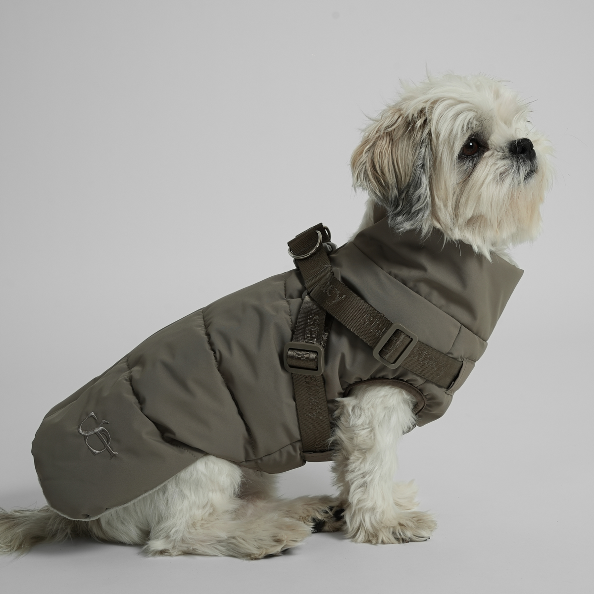 Shih tzu sitting in the moss green quilted coat with harness, seen from the side