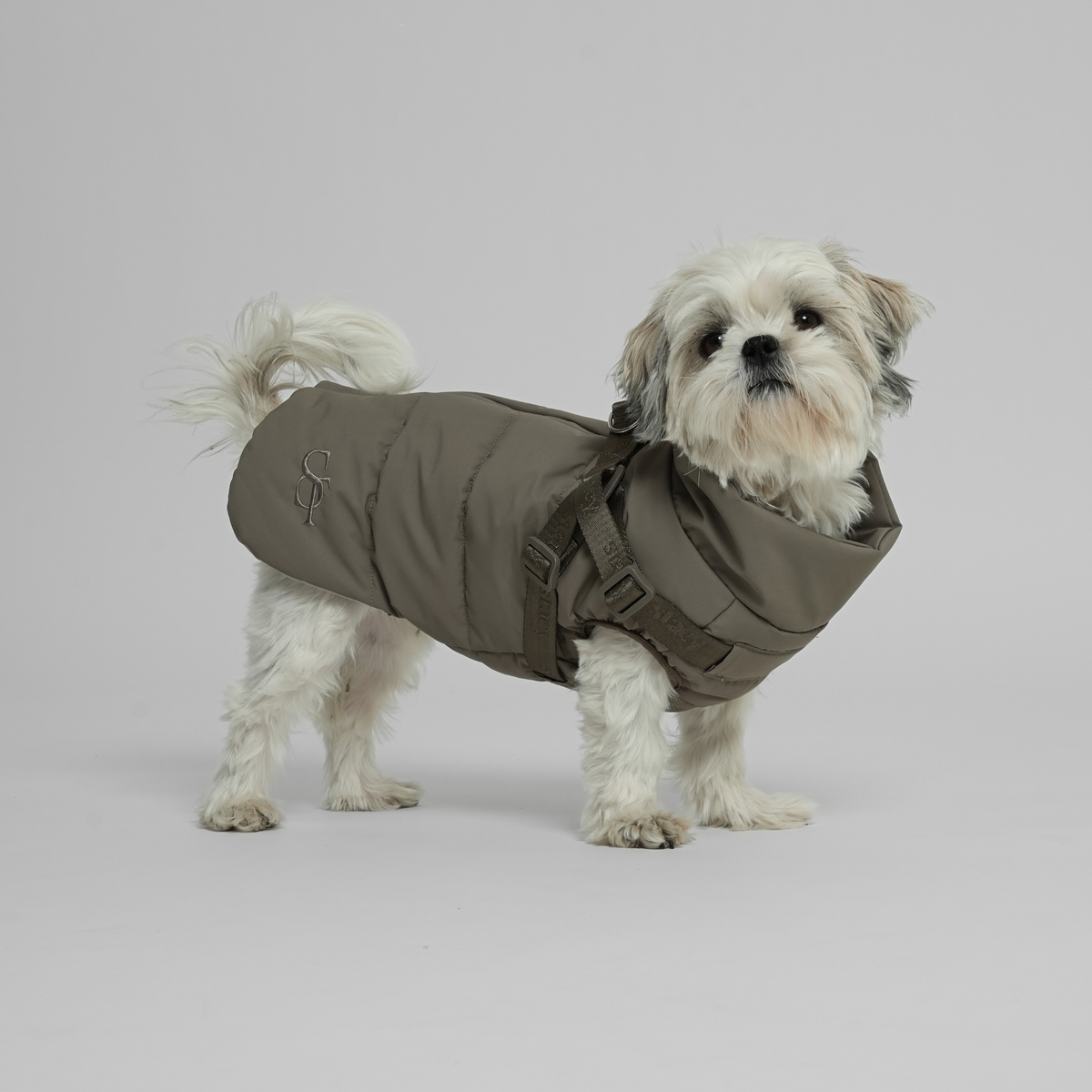 Shih tzu standing in a moss green quilted coat with harness