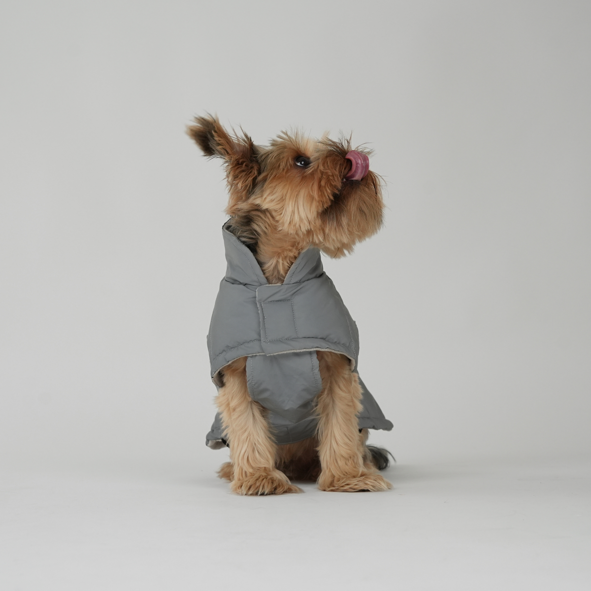 Yorkshire terrier sitting in the grey reflective quilted coat