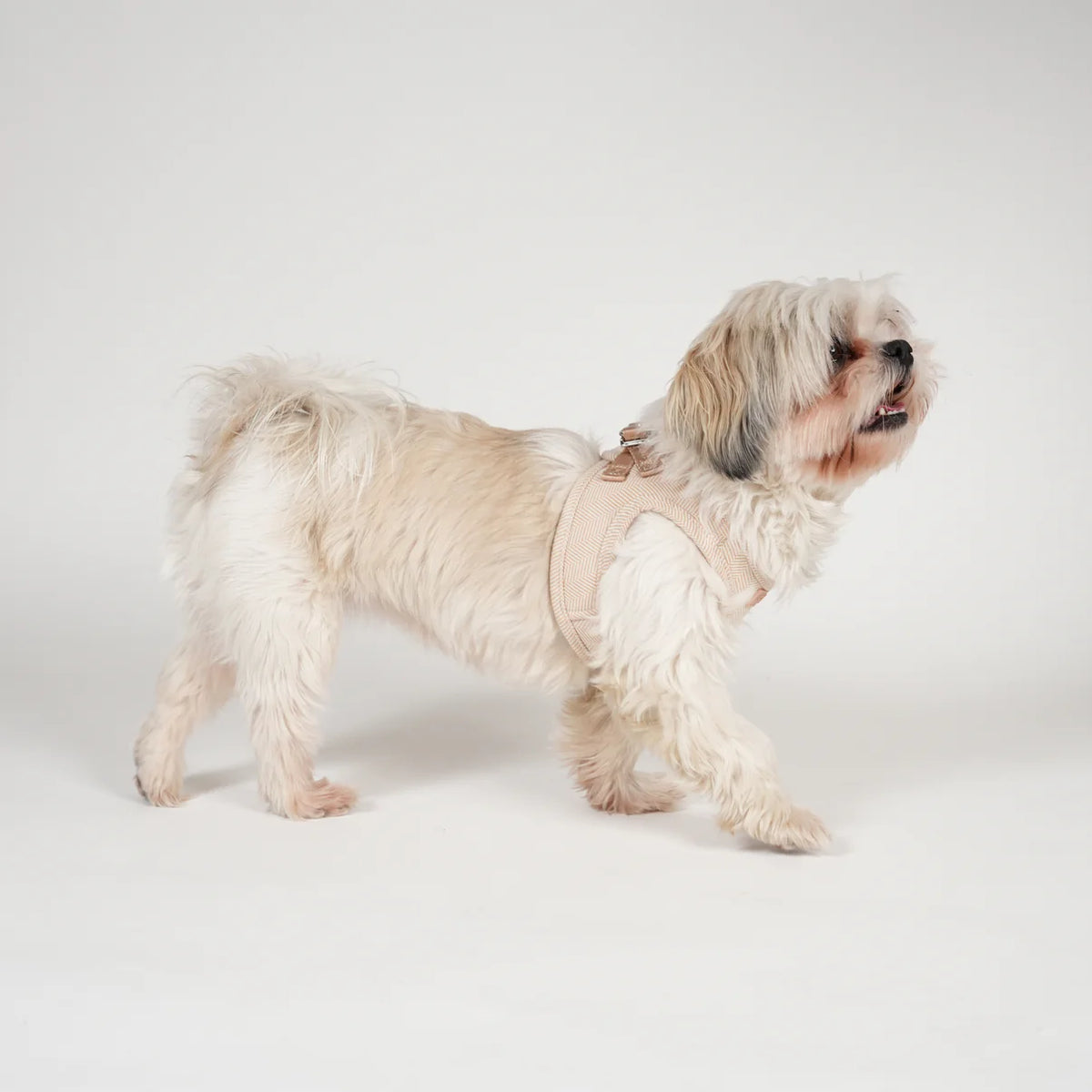 Shih tzu standing in a light rose Saga step-in harness