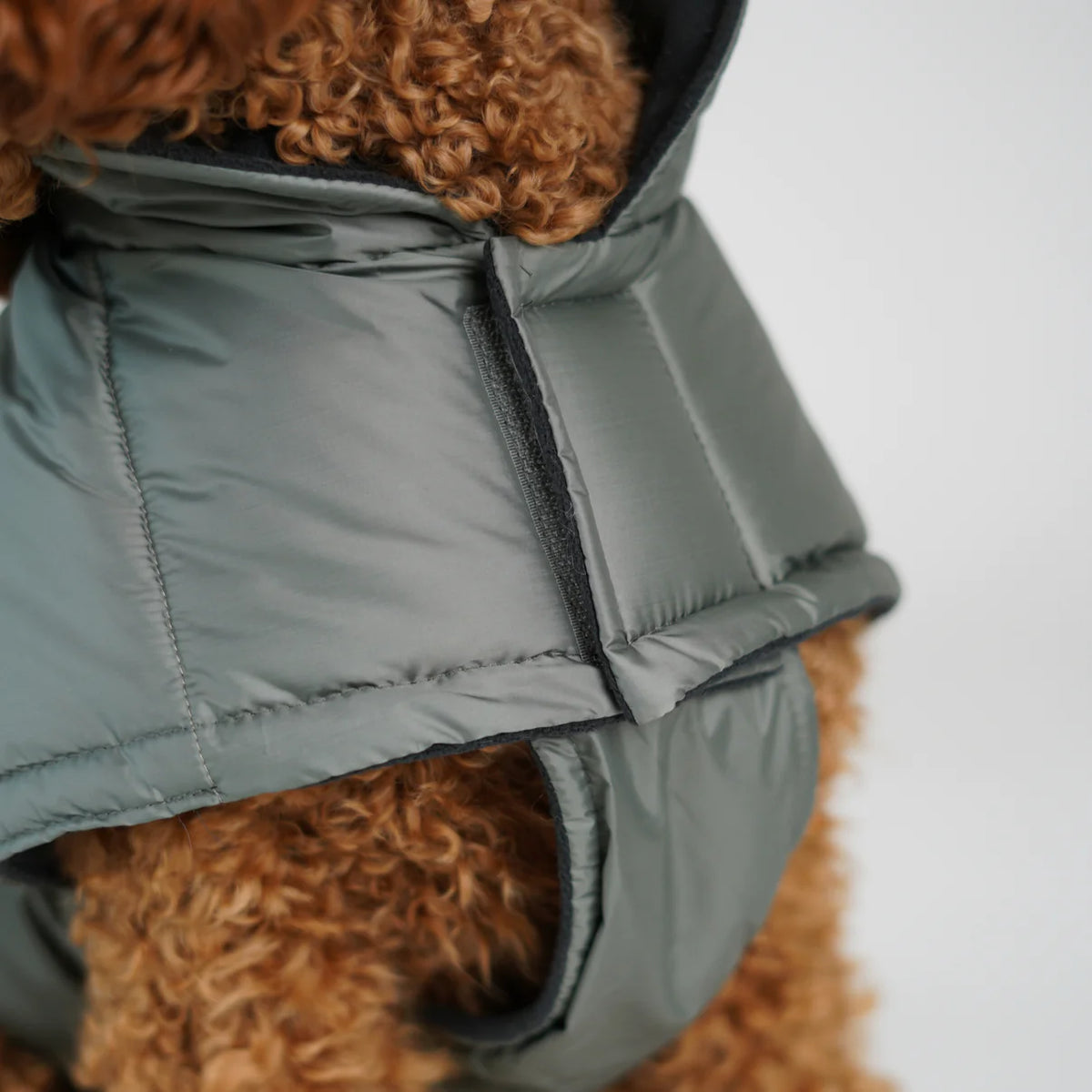 Close-up of the moss green quilted coat and belly strap on a poodle
