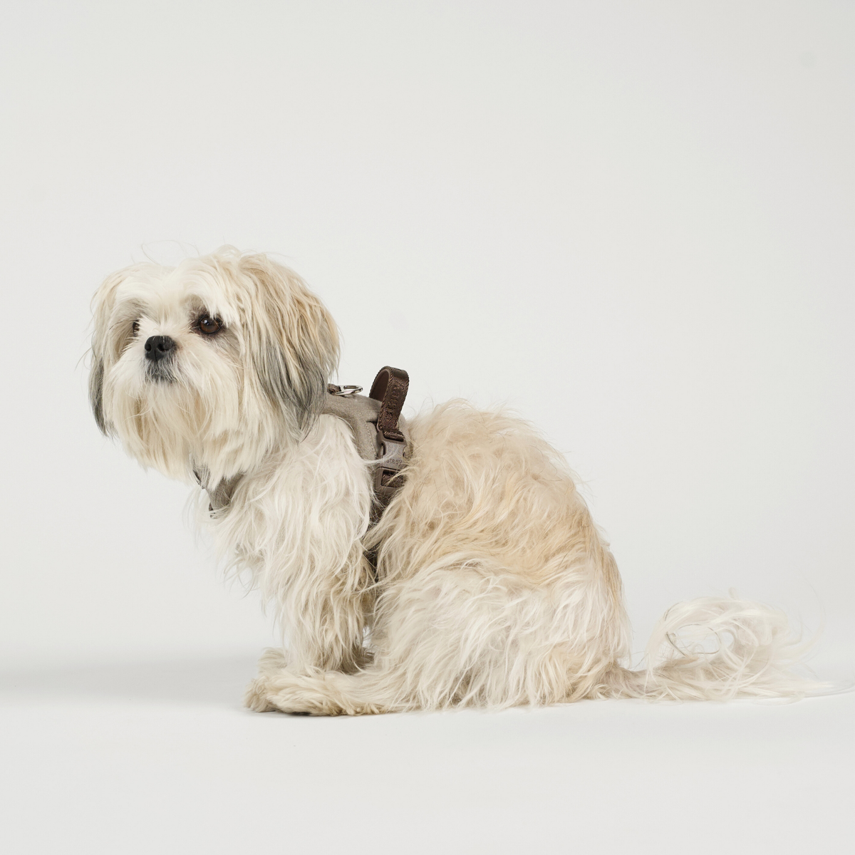 Lille hvid hund, der sidder i Elma-selen i Sand