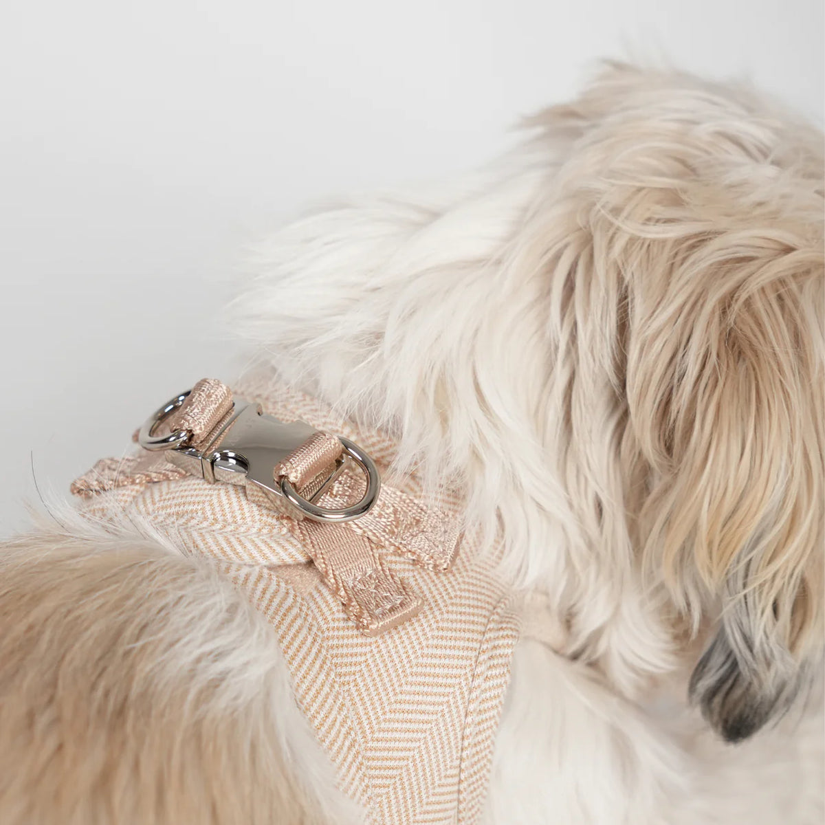 Close-up of the light rose Saga harness on a white dog's back