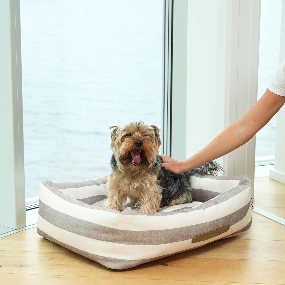 Yorkshire terrier standing in the striped dog bed being stroked