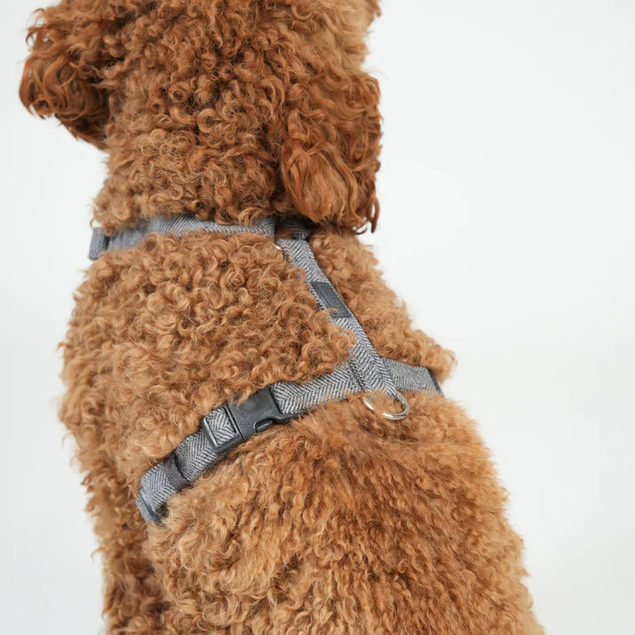 Tara H-Strap Hundesele | Dusty Blue
