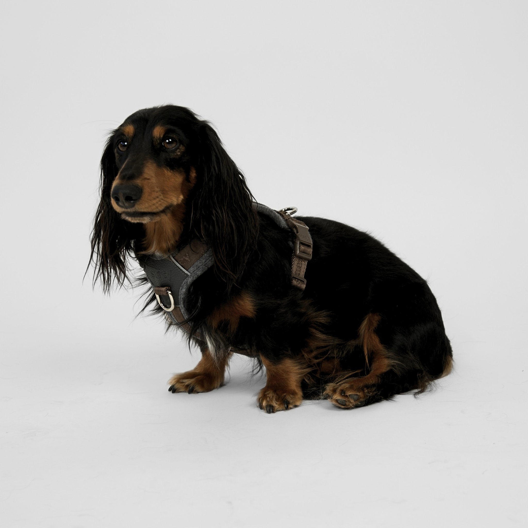 Numa Dog Harness | Stone