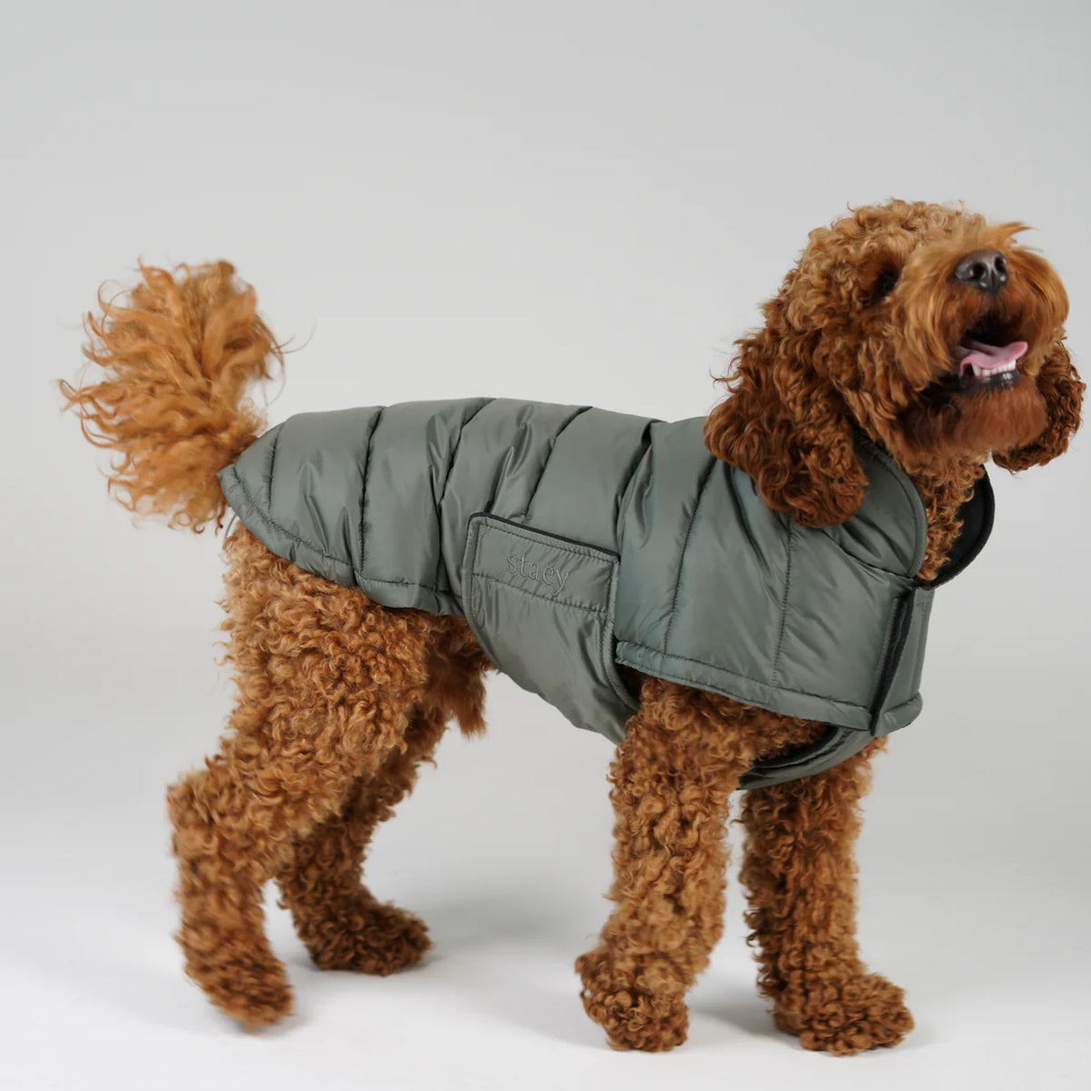 Apricot poodle standing in a moss green quilted dog coat