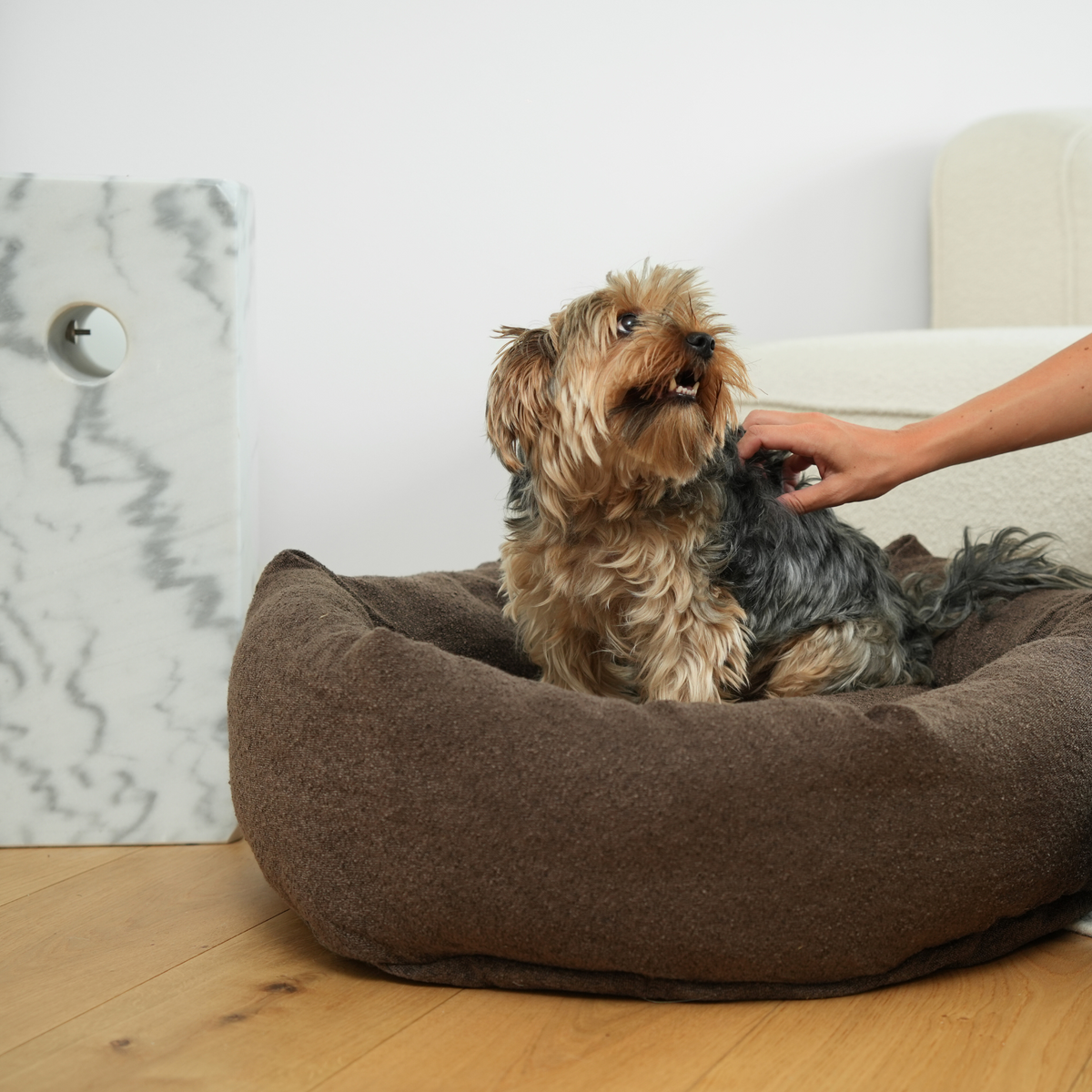 En Yorkshire terrier bliver aet i den Chestnut Bouclé-hundeseng