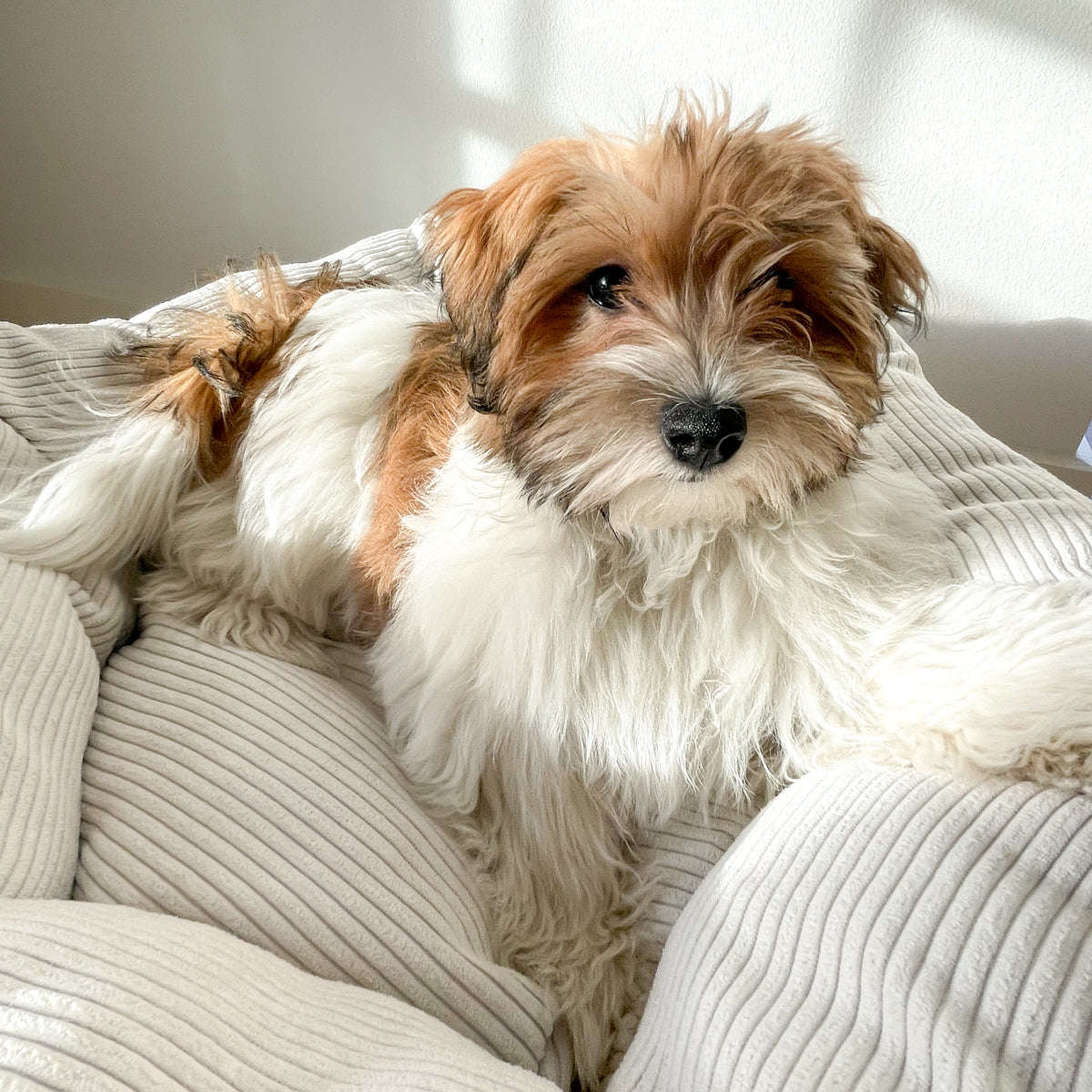 Staey, Hundeseng Luna | Hvid