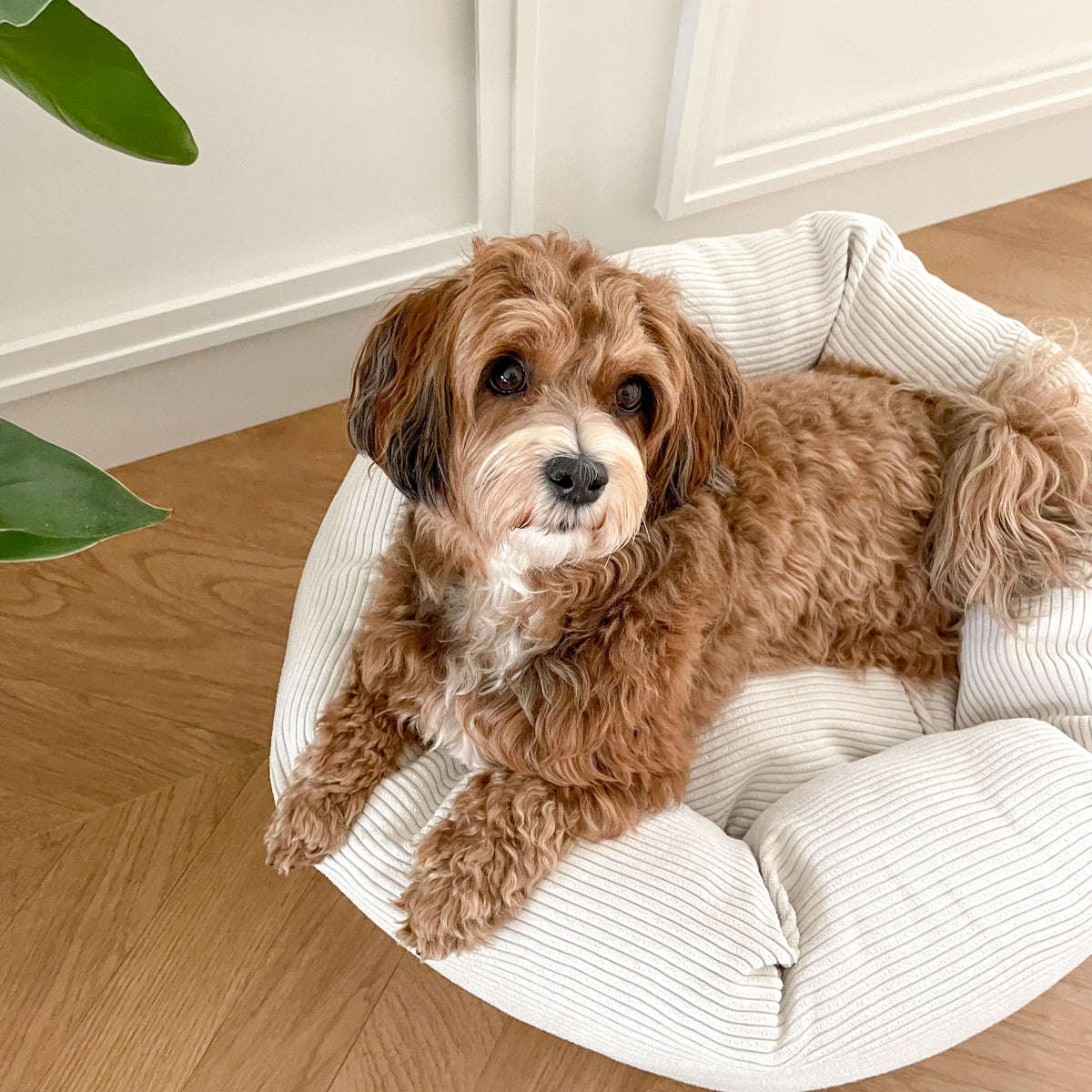 Staey, Hundeseng Luna | Hvid