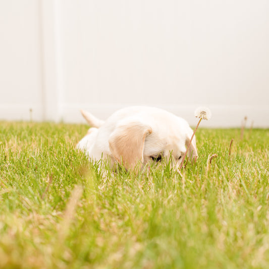 Lys hund som ligger i græsset og gemmer sig