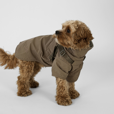 Cavapoo standing in the taupe Leva rain coat with the collar turned up