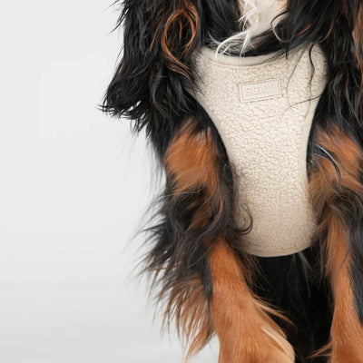 Chest view of the cream Teddy harness on a black and tan spaniel