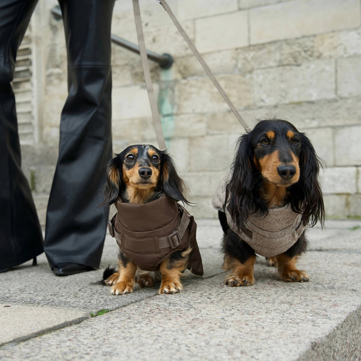 Two dachshunds in Staey Vera dog coats