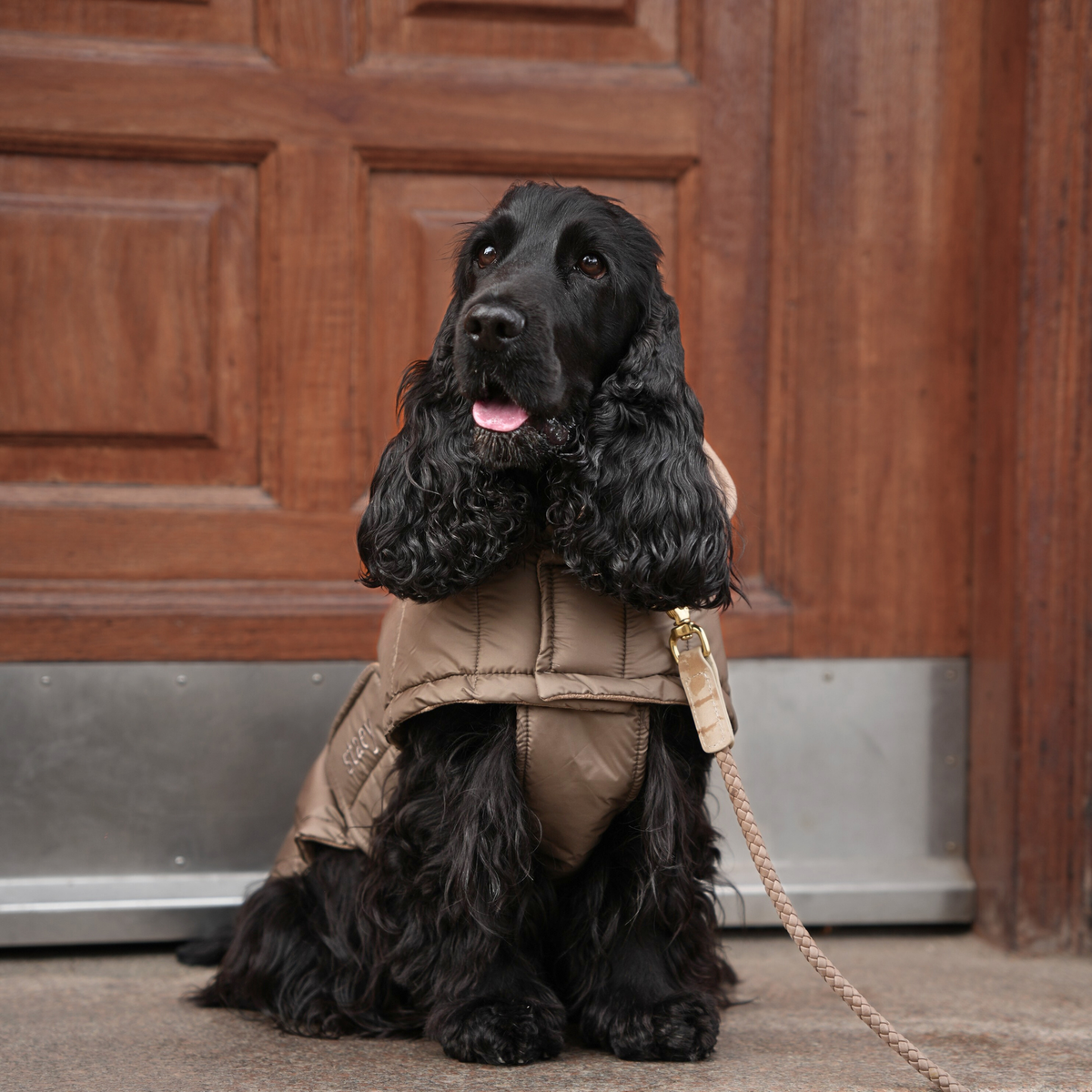 Black cocker spaniel on a lead in the nature beige quilted coat at a door