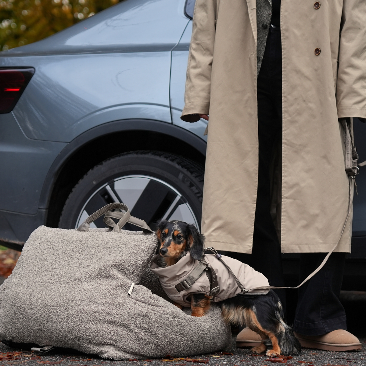 Long-haired dachshund on a lead beside a taupe dog blanket at a car
