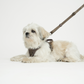 Elma Active Hundesele | Taupe