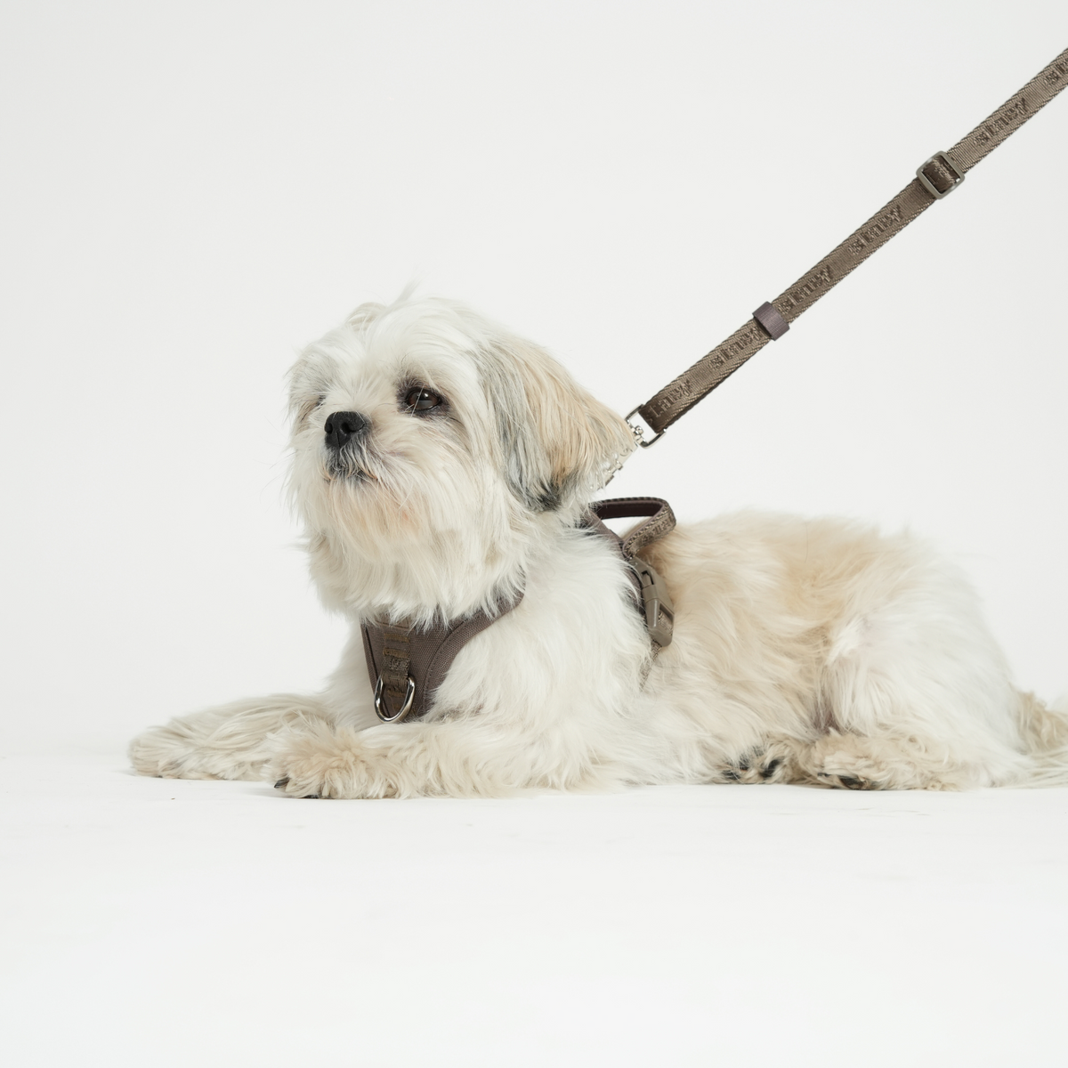Small white dog lying down on a lead in the taupe Elma harness