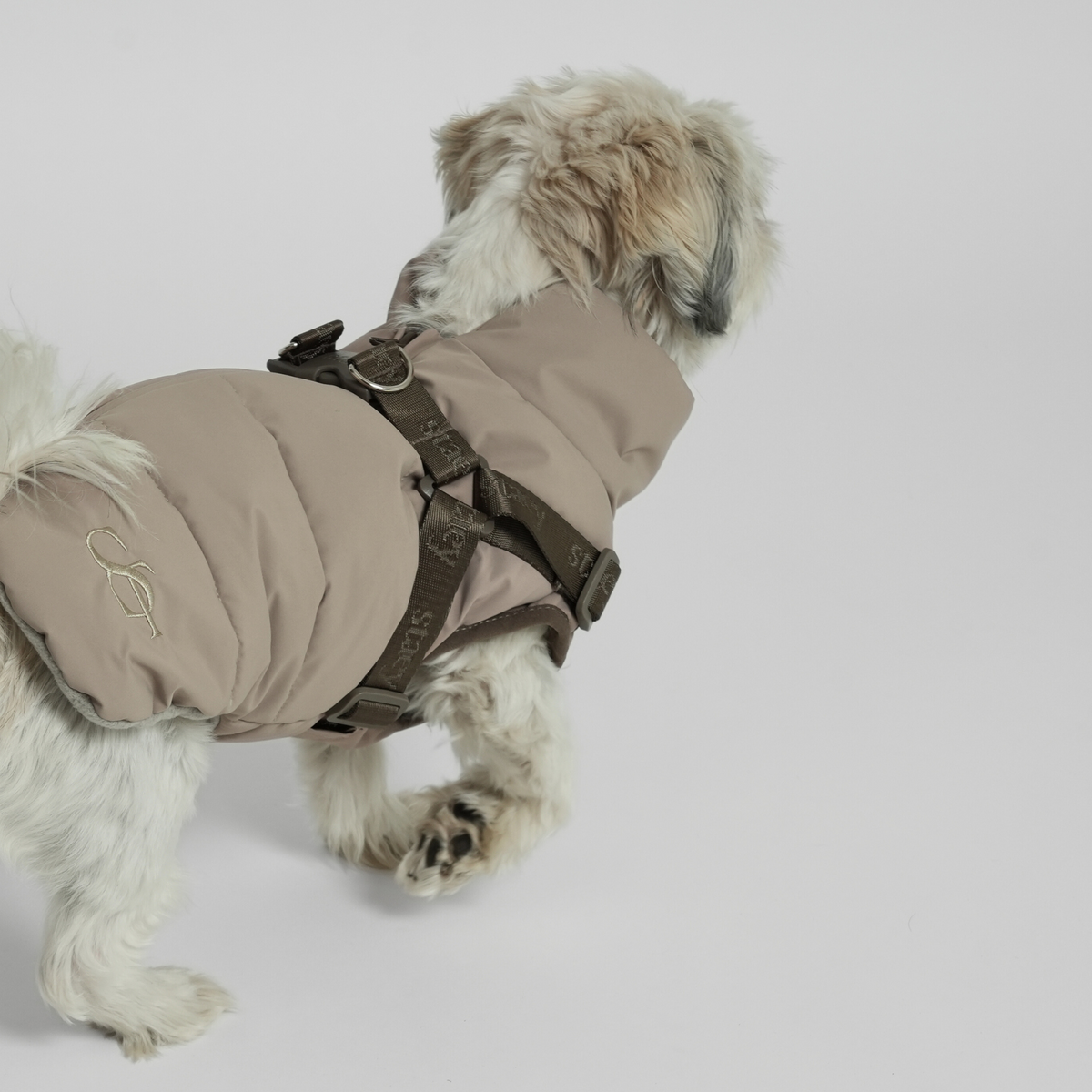 Shih tzu seen from behind in the taupe quilted coat with harness