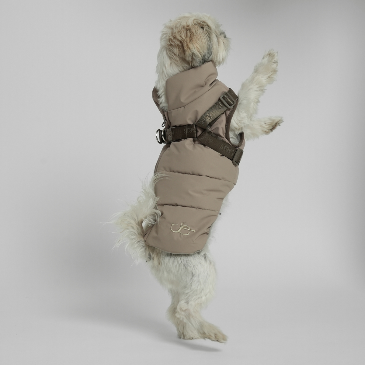 Shih tzu seen from behind in the taupe quilted coat with harness