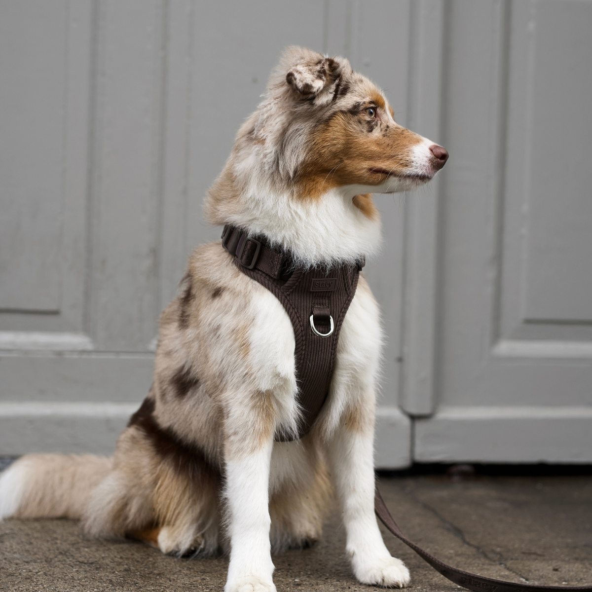 En australsk hyrdehund, der sidder på en dørtrin iført Elma-selen i dark oak