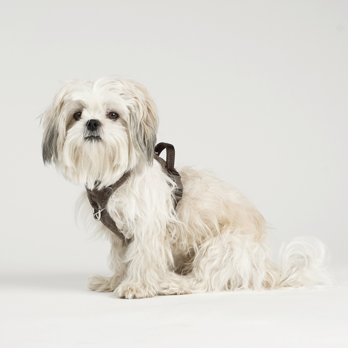 Lille hvid hund, der sidder i Elma-selen i Dark Oak