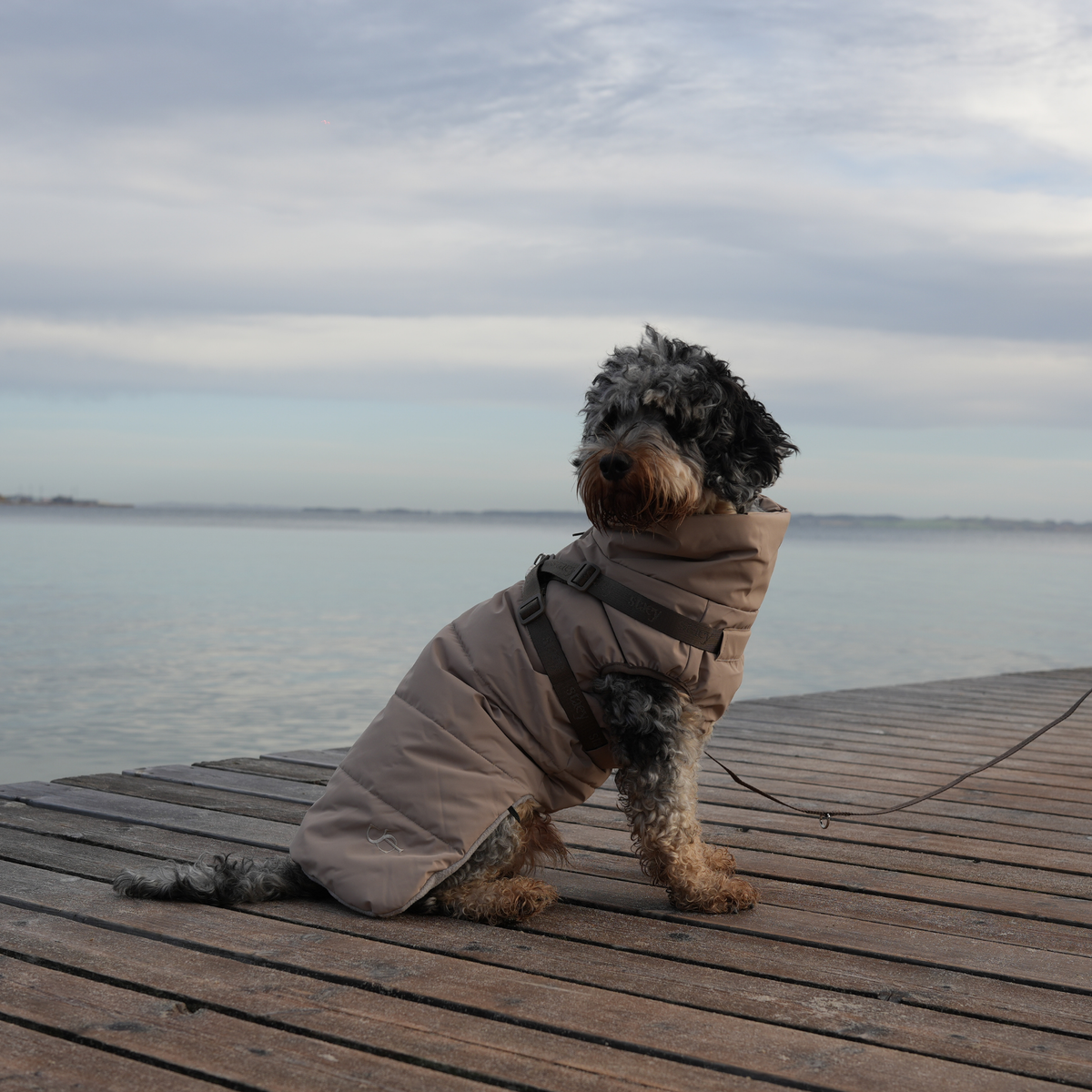Cockapoo on a pier wearing the taupe quilted coat with harness