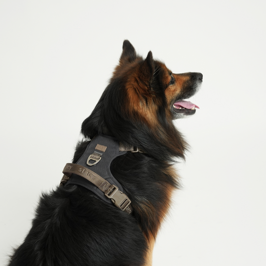 Elma Active Hundesele | Storm