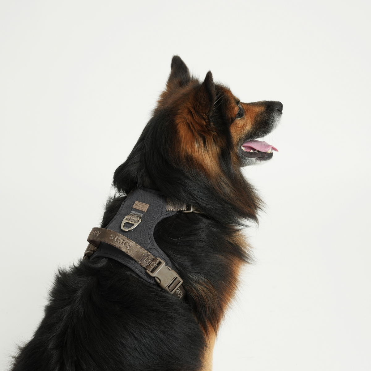 Hyrdehund iført Elma-selen, set fra siden