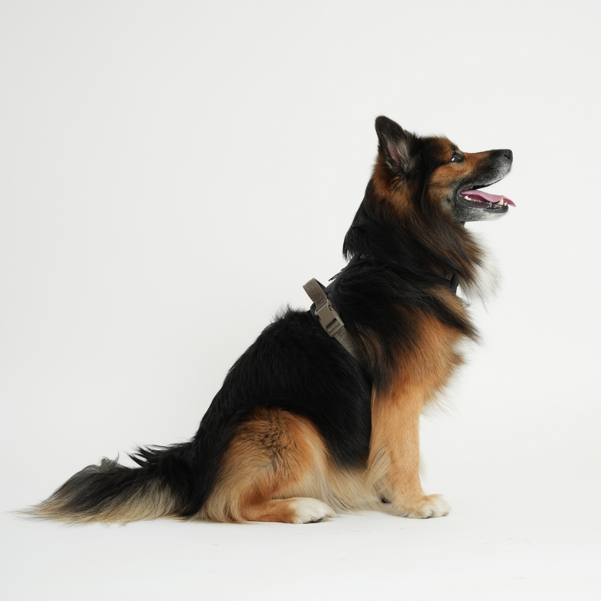 Hyrdehund, der sidder i Elma-selen under stormen
