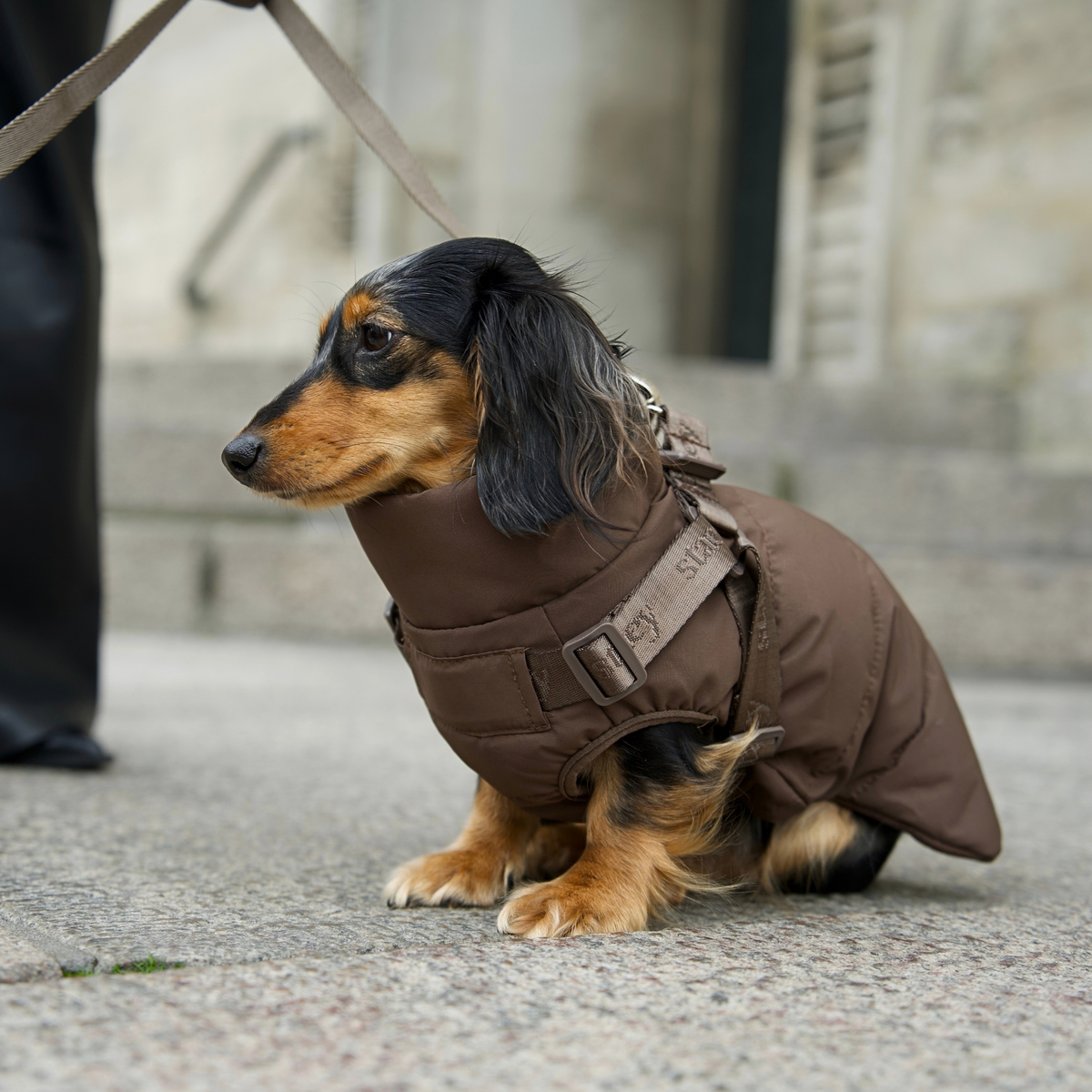 Vera Hundefrakke m. Sele | Chestnut