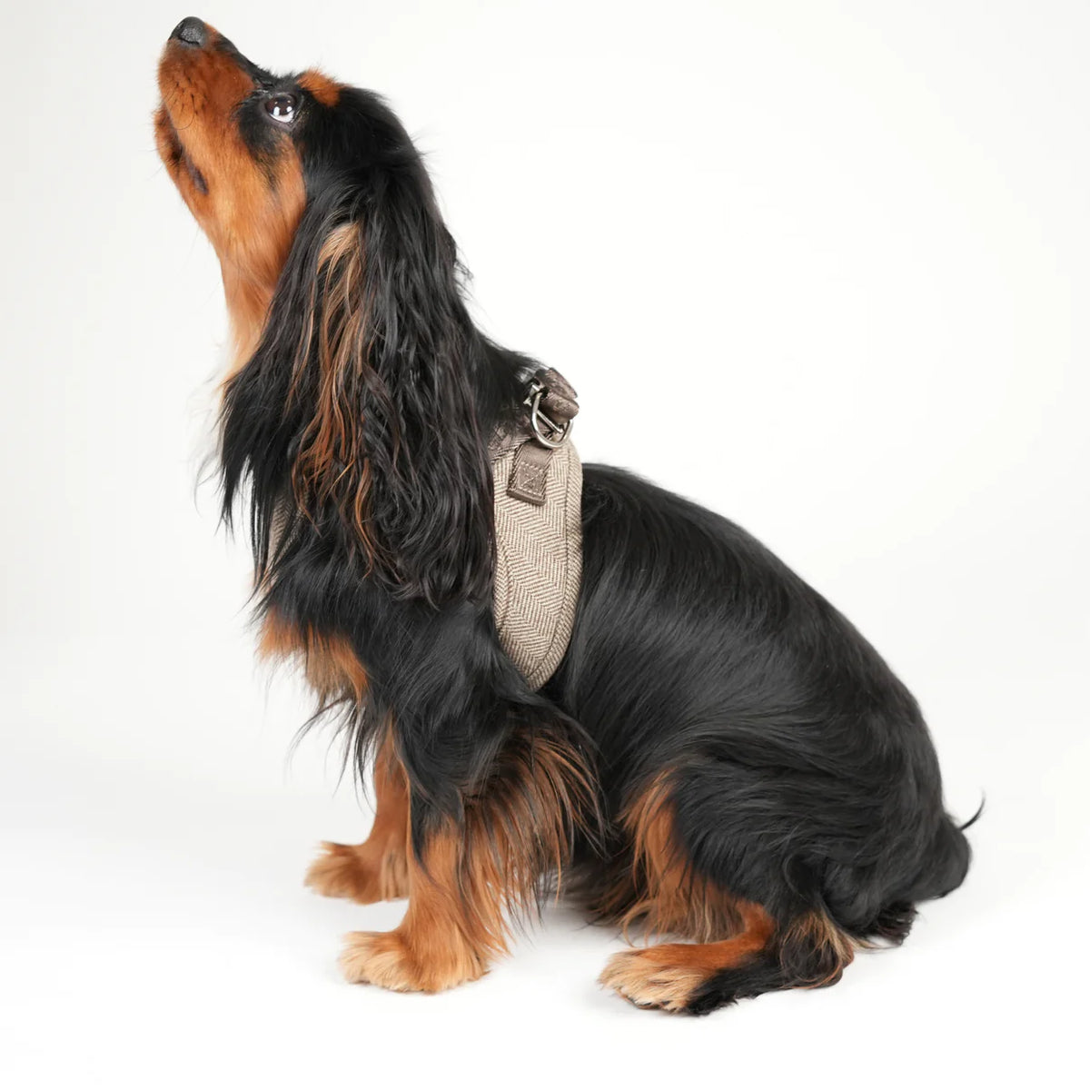Long-haired dachshund sitting in the herringbone Saga step-in harness