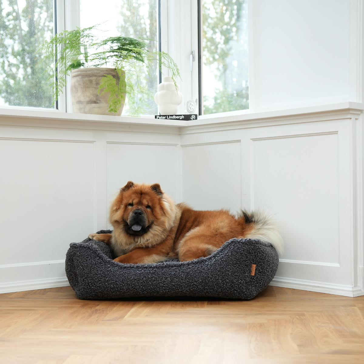 Chow chow lying in the storm curly bouclé dog bed by a window